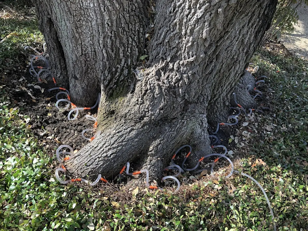 Detailed Tree Cabling and Bracing job site in Winnemucca