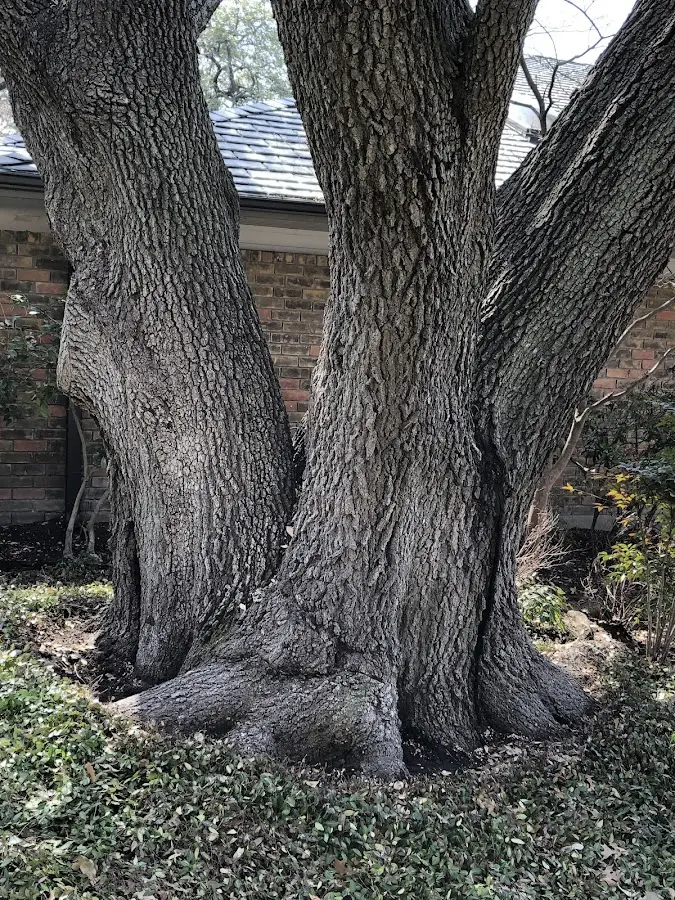 Mature heritage tree close to a Winnemucca property cared for by certified arborists